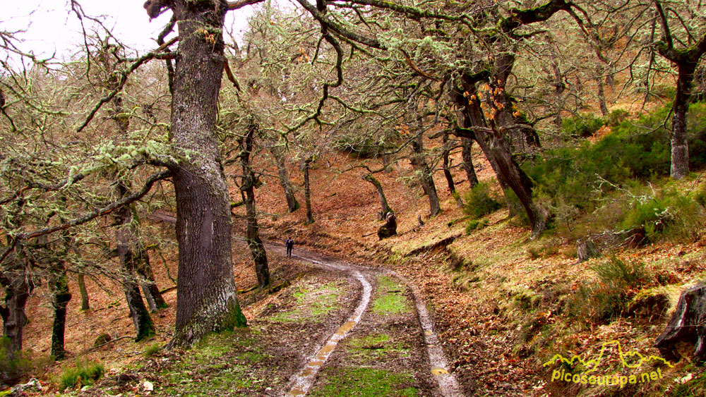 Foto: Un bosque de robles enormes, donde perderse y disfrutar de sus rincones