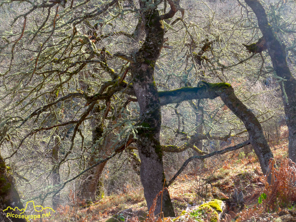 Foto: Un bosque de robles enormes, donde perderse y disfrutar de sus rincones