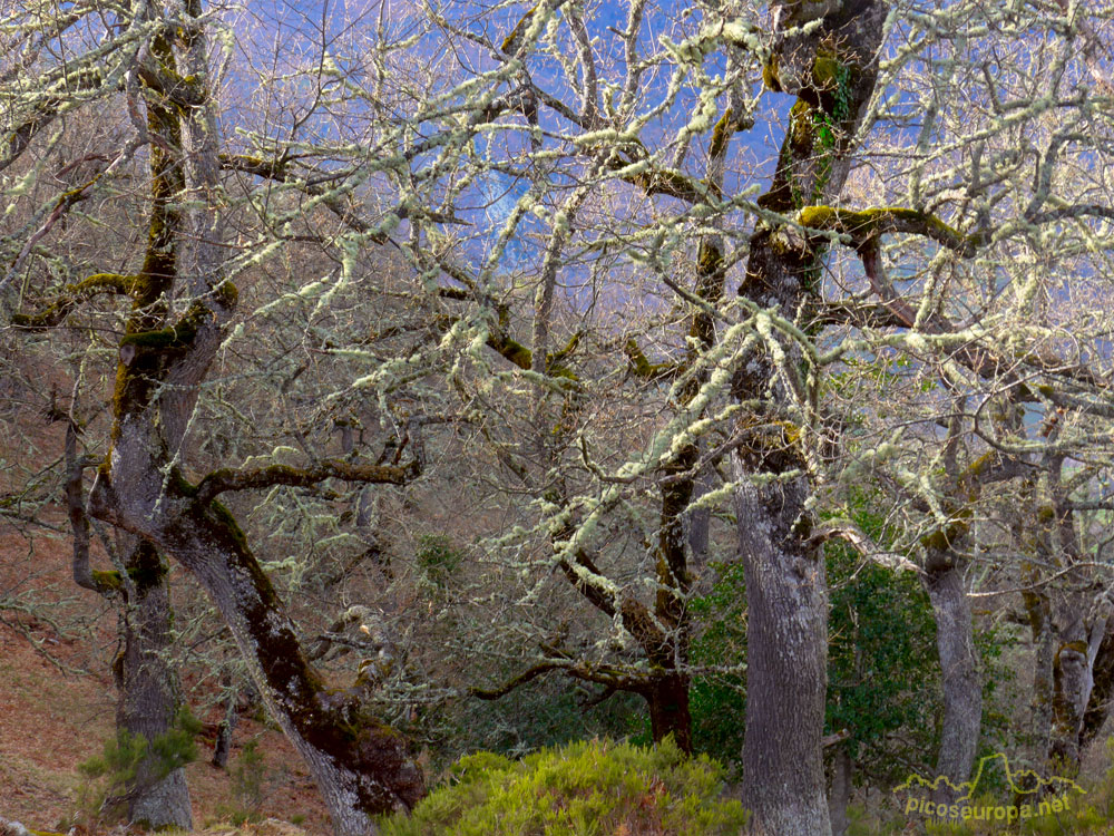 Foto: Bosques de robles en la bajada hacia el pueblo de los Llanos, La Liebana, Cantabria