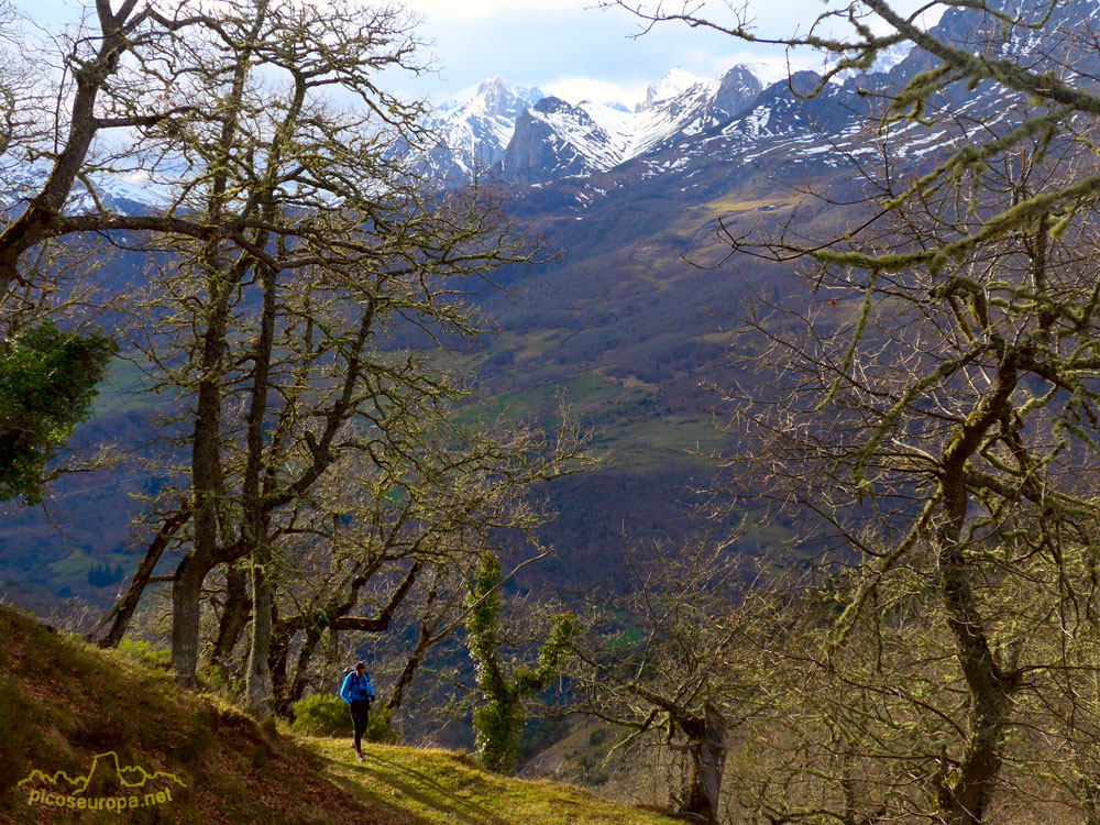 Foto: Bosques de robles en la bajada hacia el pueblo de los Llanos, La Liebana, Cantabria