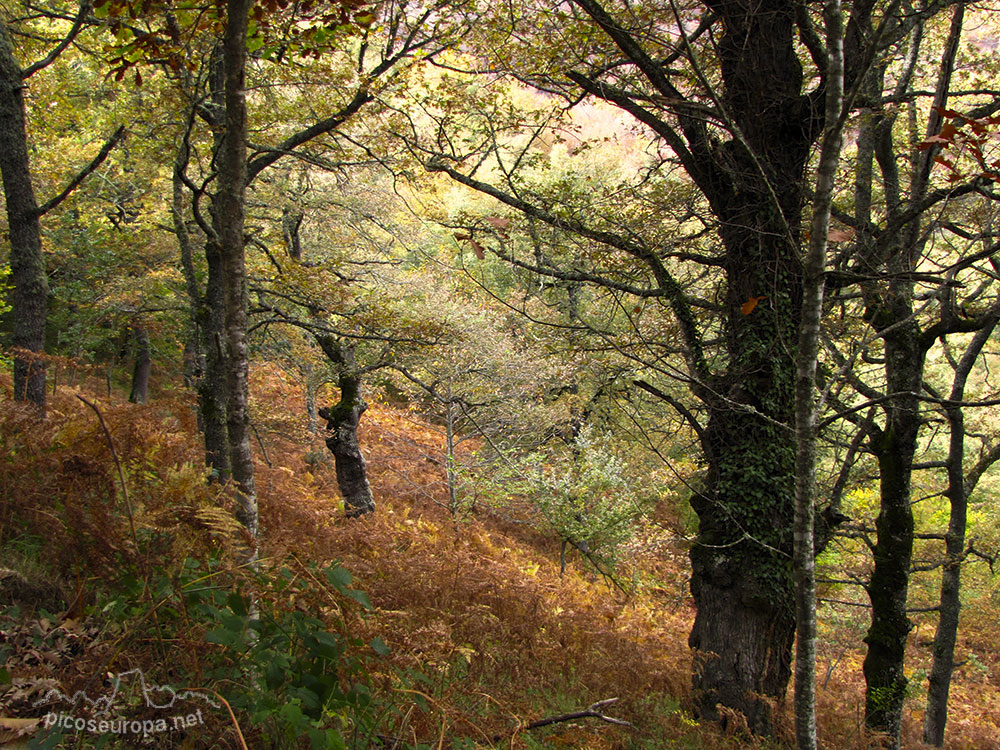 Ruta de Mogrovejo a Peña Oviedo, La Liebana, Cantabria, Picos de Europa, España