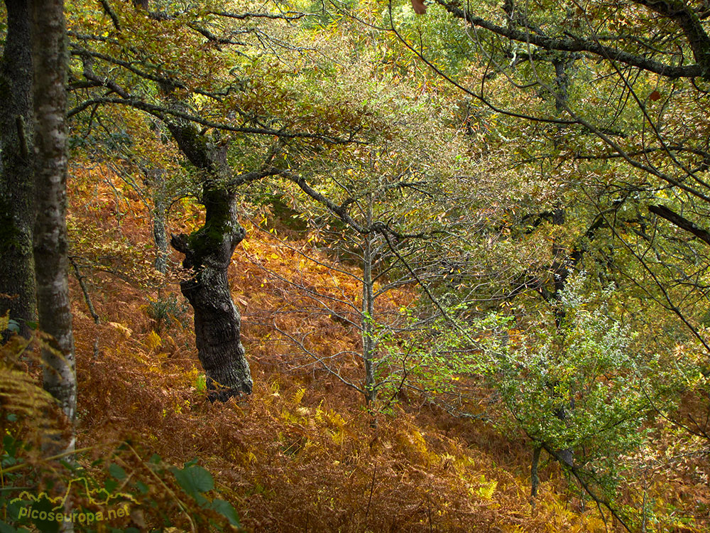 Bosques de Mogrovejo, La Liebana, Cantabria, Picos de Europa