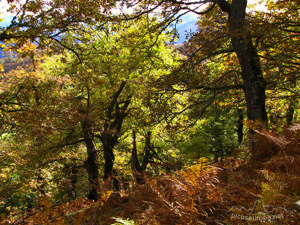 Bosque de Mogrovejo, La Liebana, Cantabria, Picos de Europa