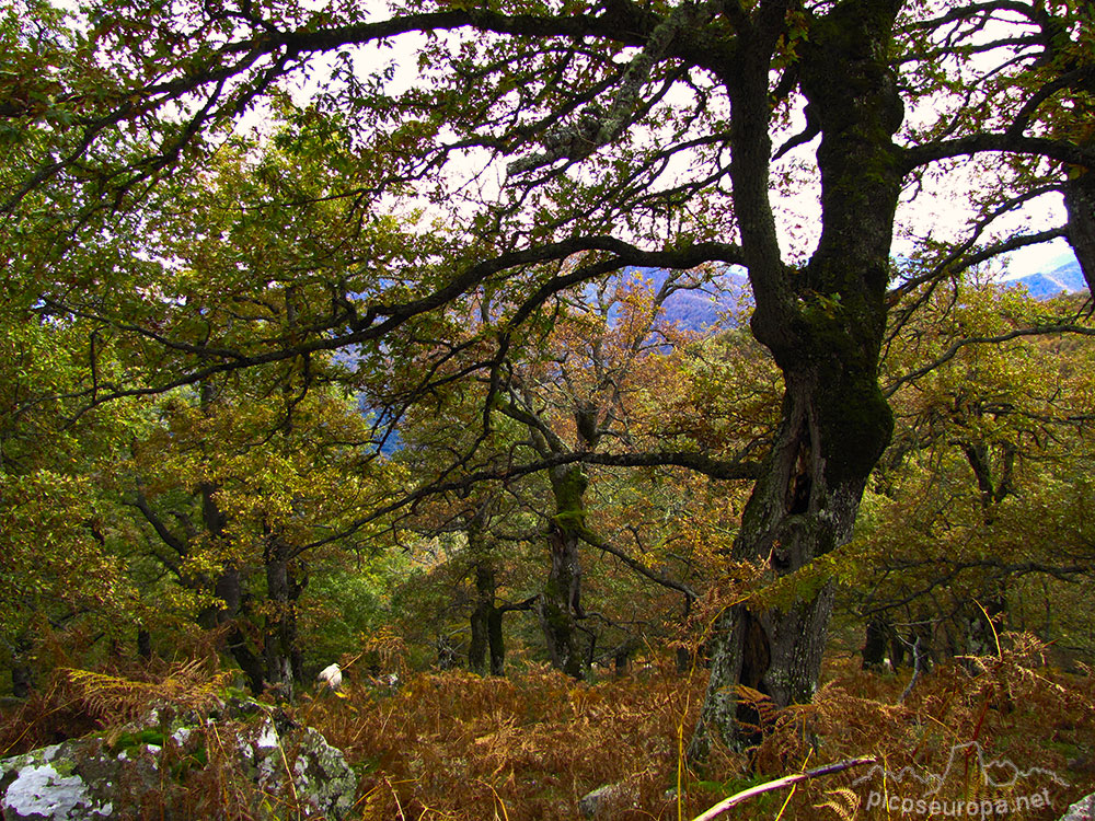 Ruta de Mogrovejo a Peña Oviedo, La Liebana, Cantabria, Picos de Europa, España