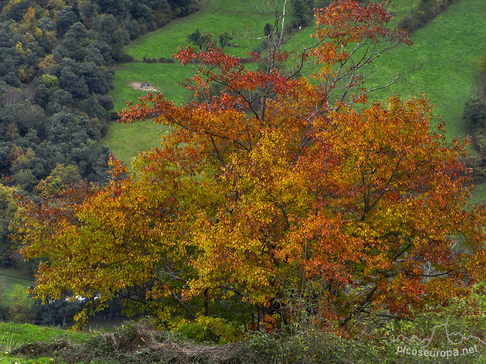 Ruta de Mogrovejo a Peña Oviedo, La Liebana, Cantabria, Picos de Europa, España