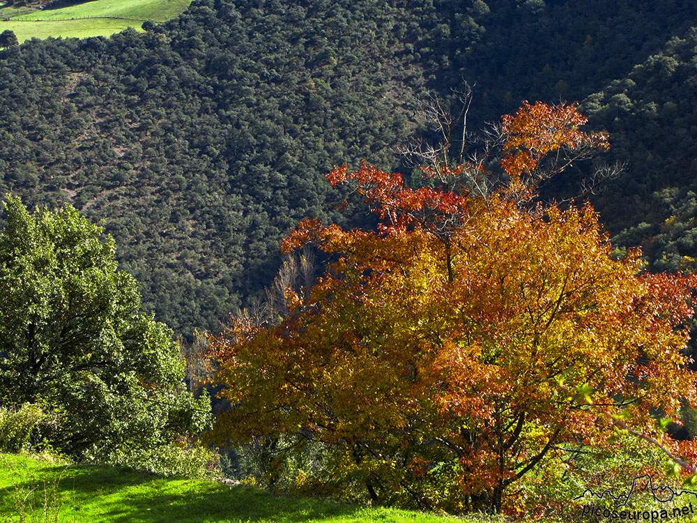 Bosque de Mogrovejo, La Liebana, Cantabria, Picos de Europa