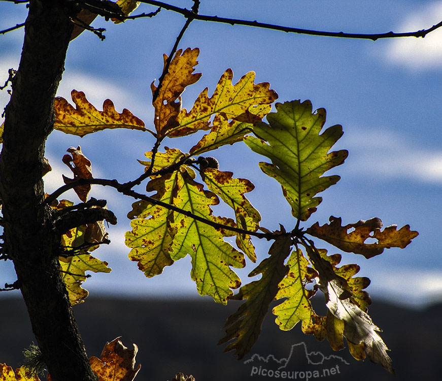 Bosque alrededor de Mogrovejo, La Liebana, Cantabria, Picos de Europa, España