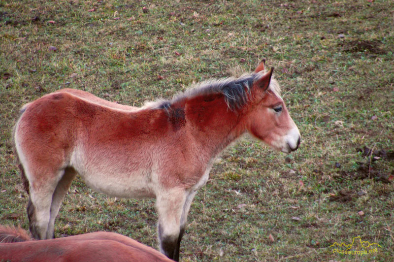 Caballos, Puertos de Salvoron, Cantabria, Picos de Europa