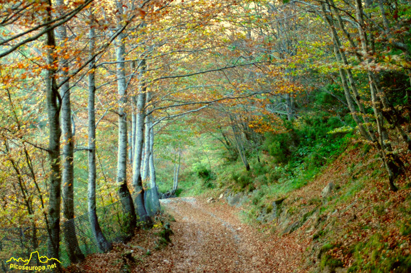 La pista que sube a los Puertos de Salvoron, Cantabria, Picos de Europa