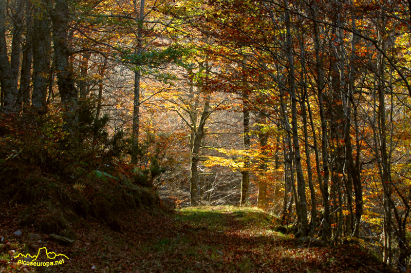 La pista que sube a los Puertos de Salvoron, Cantabria, Picos de Europa