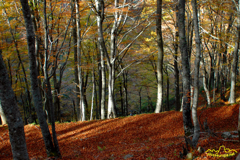 La belleza de los bosques que suben a los Puertos de Salvoron, Cantabria, Picos de Europa