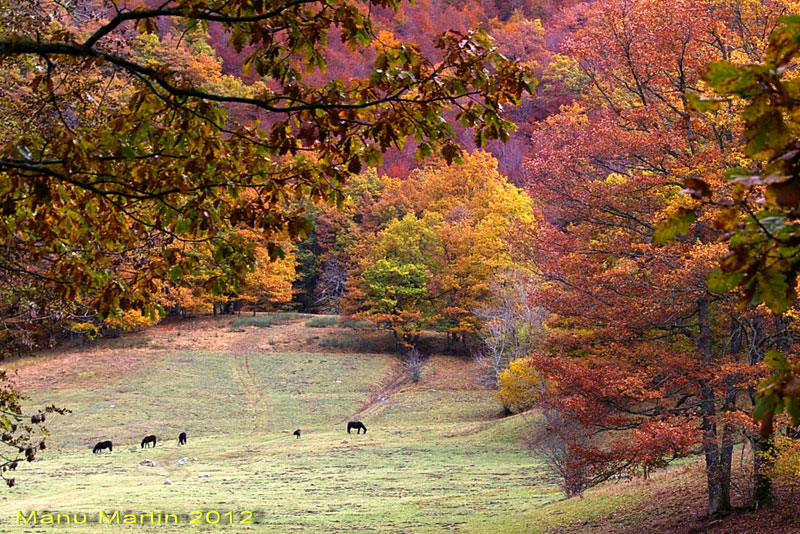 Bosques de Sajambre, Picos de Europa, León, España