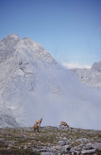 grupo de rebecos en la Colladina de las Nieves