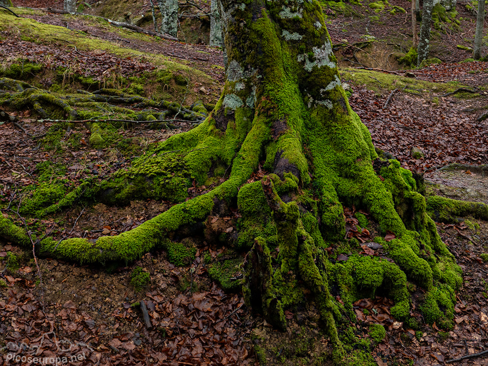 Foto: Bosque de Aizkorri, Pais Vasco