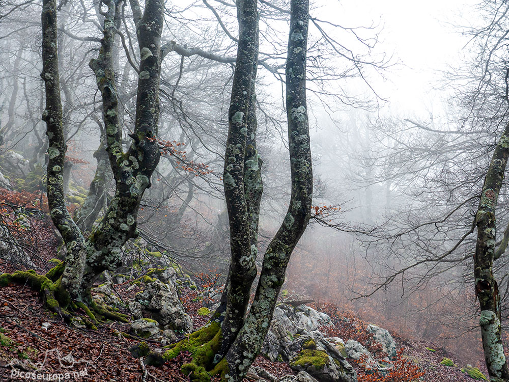 Foto: Bosque de Aizkorri, Pais Vasco