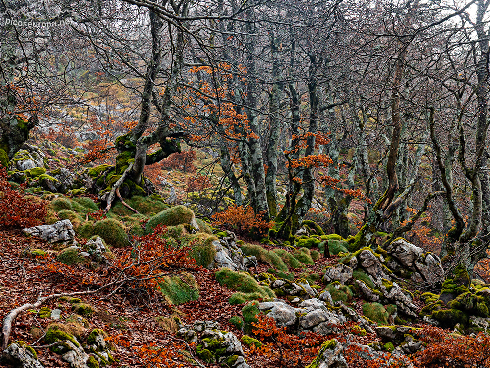 Foto: Otoño en los bosques del monte Aizkorri, Pais Vasco