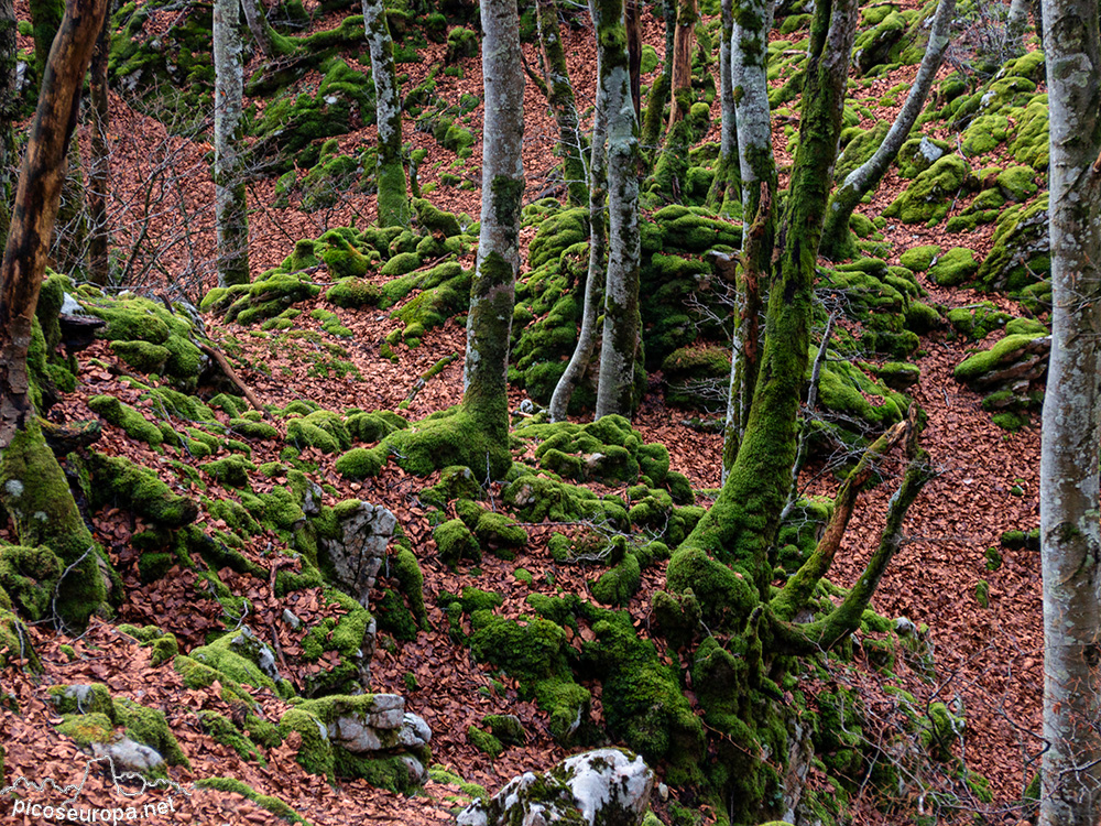 Foto: Bosque de Aizkorri, Pais Vasco