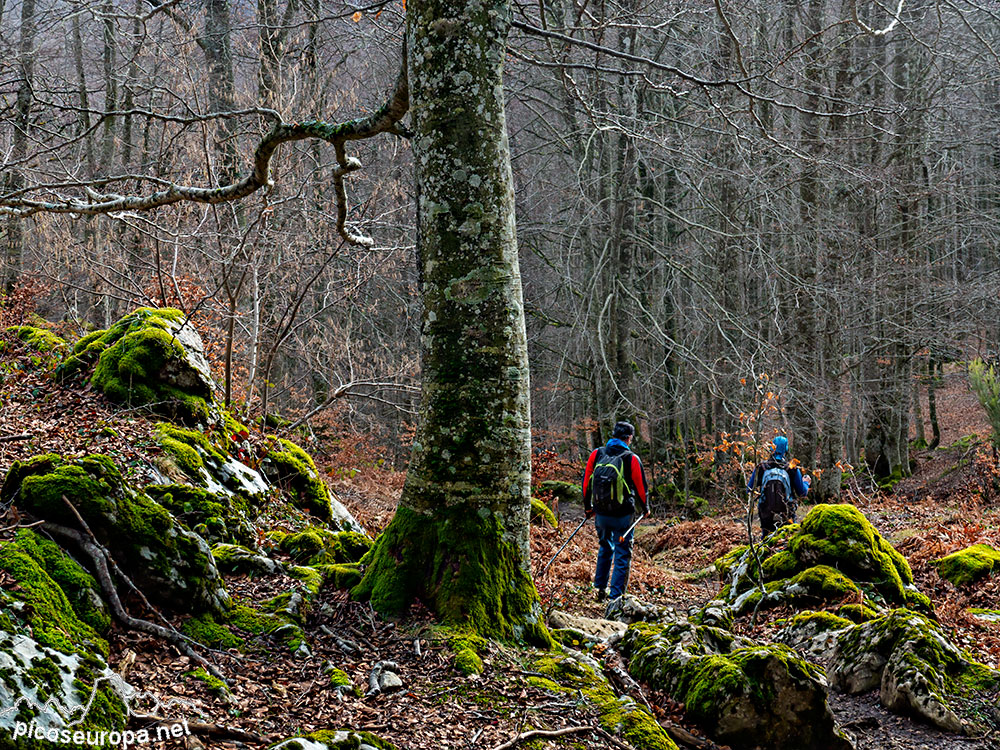 Foto: Bosque de Aizkorri, Pais Vasco