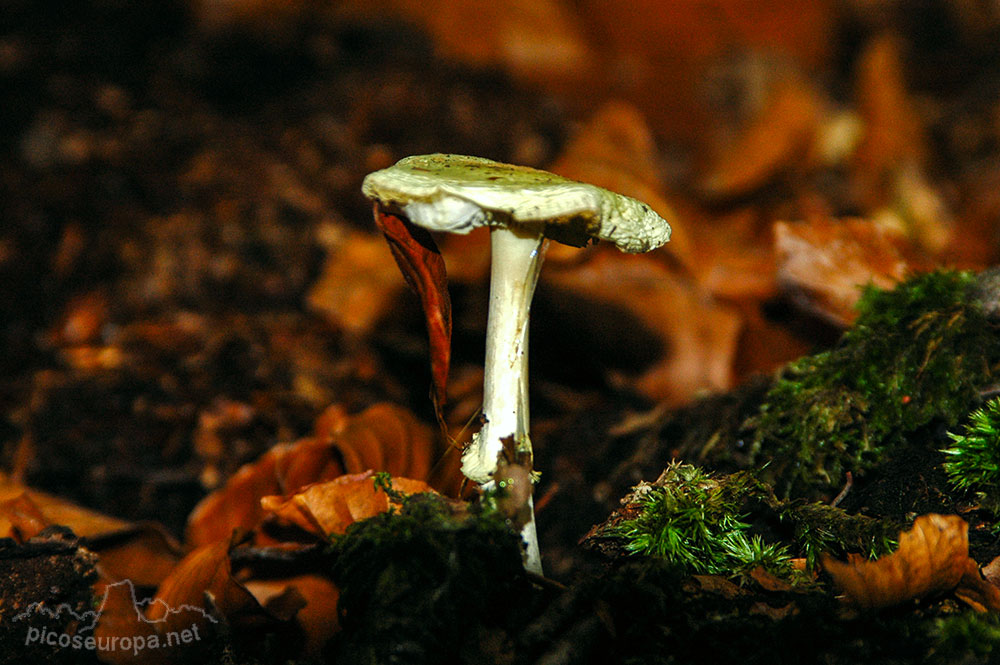 Otoño en los bosques de Altube, en las faldas del Monte Gorbia, Pais Vasco