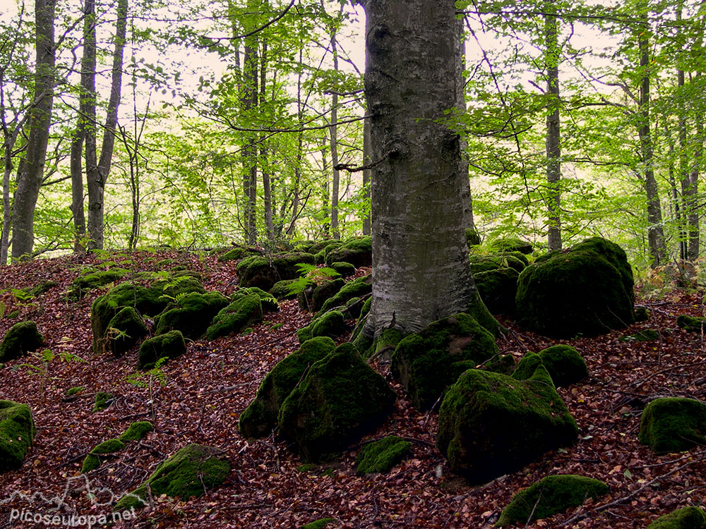 Otoño en los bosques de Altube, en las faldas del Monte Gorbia, Pais Vasco