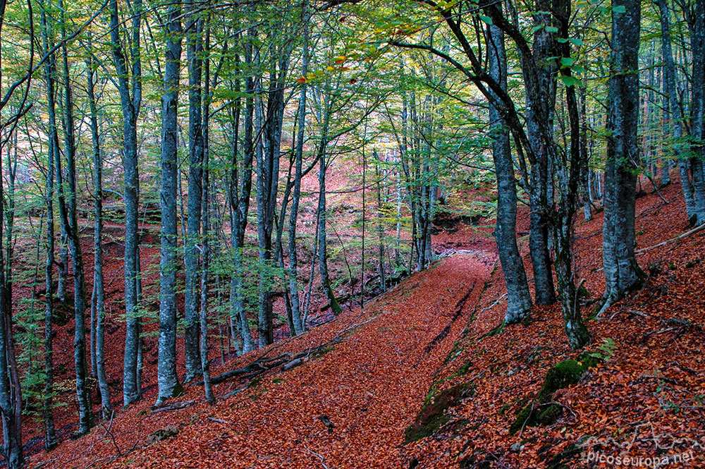 Uno de los caminos que atraviesan los Bosques de Altube, Gorbeia, Pais Vasco