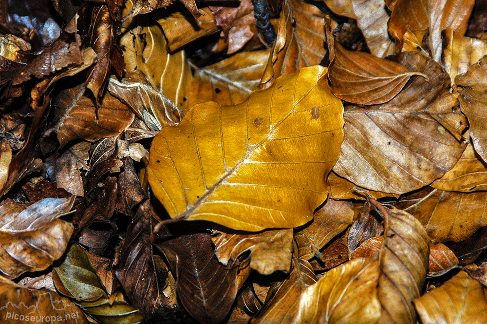 Otoño en los bosques de Altube, en las faldas del Monte Gorbia, Pais Vasco