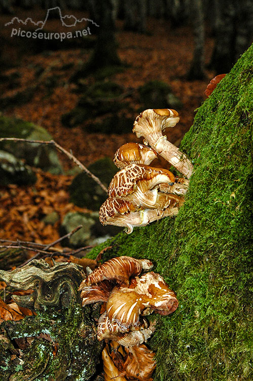 Otoño en los bosques de Altube, en las faldas del Monte Gorbia, Pais Vasco