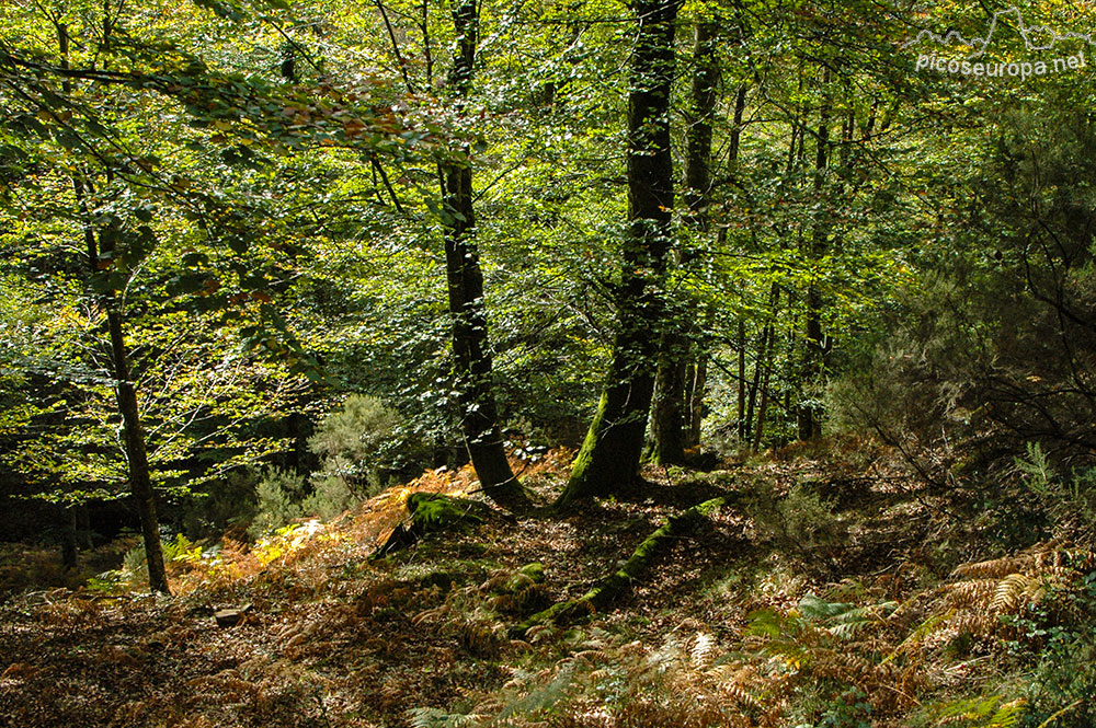 Otoño en los bosques de Altube, en las faldas del Monte Gorbia, Pais Vasco