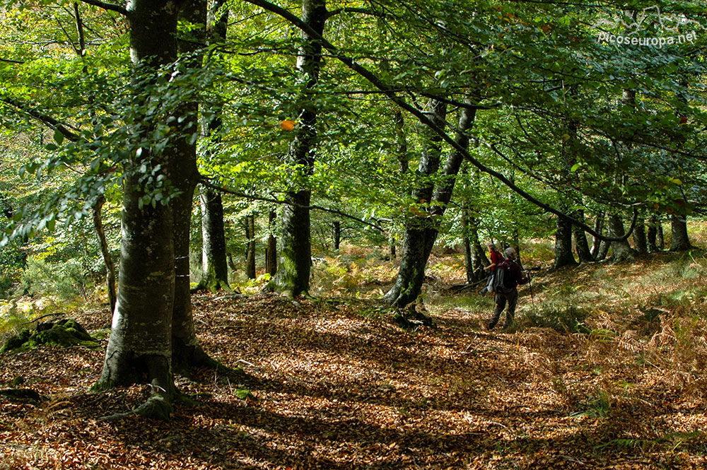 Otoño en los bosques de Altube, en las faldas del Monte Gorbia, Pais Vasco