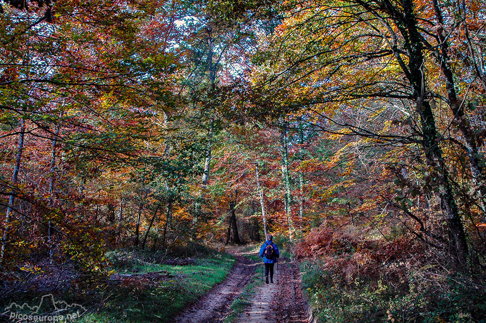 Otoño en los bosques de Altube, en las faldas del Monte Gorbia, Pais Vasco