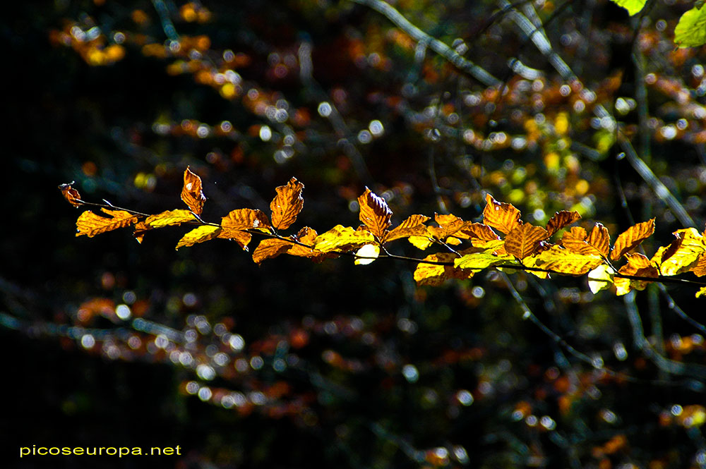 Otoño en los bosques de Altube, en las faldas del Monte Gorbia, Pais Vasco