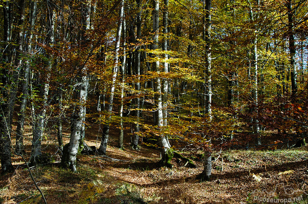 Otoño en los bosques de Altube, en las faldas del Monte Gorbia, Pais Vasco