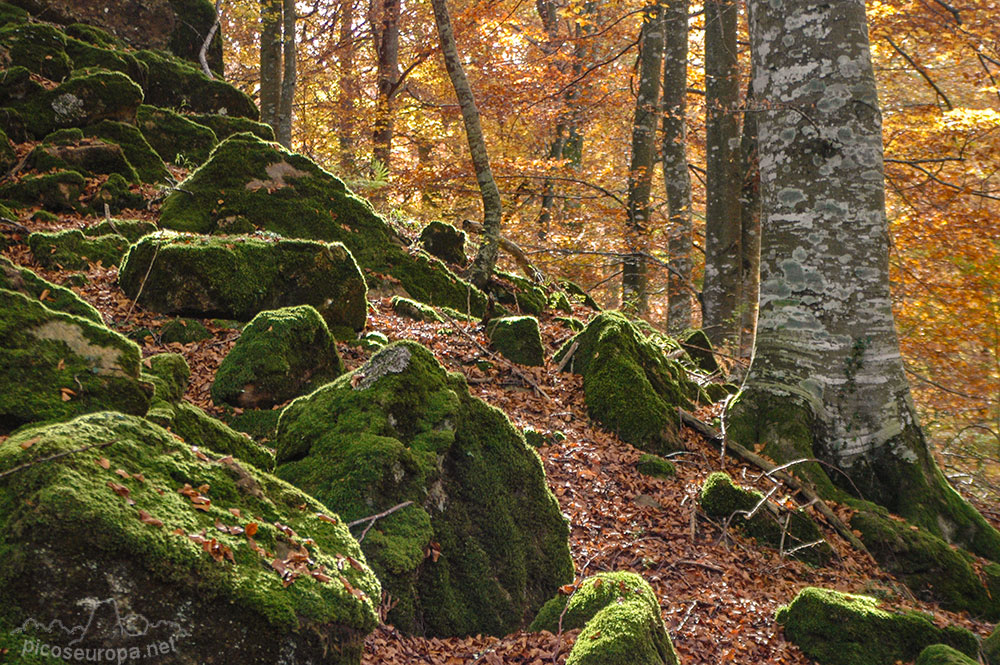 Bosque de Altube en el Macizo del Gorbeia, Pais Vasco, España