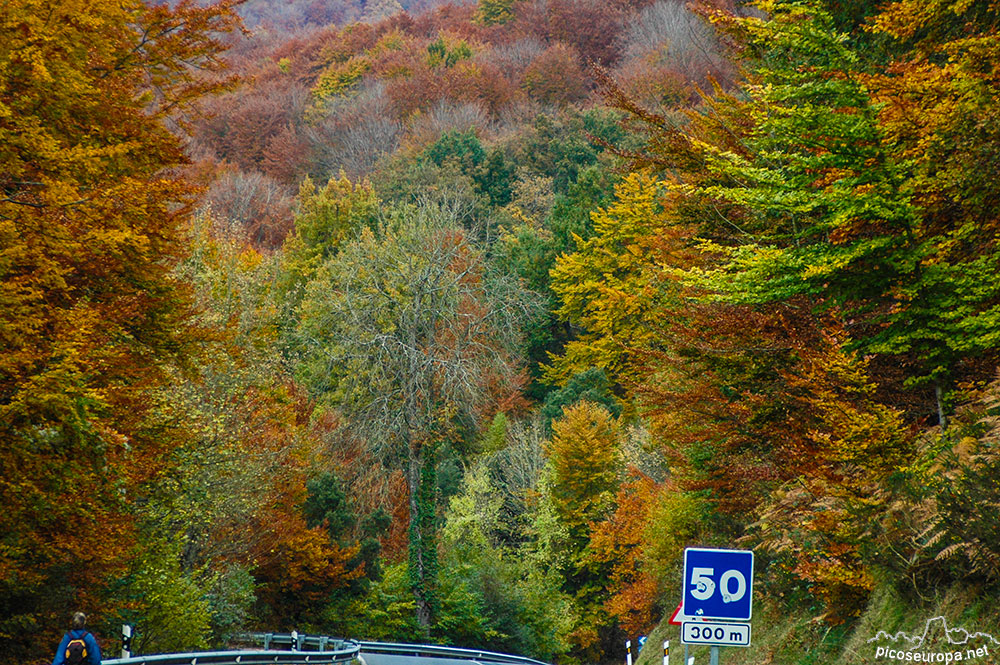 Otoño en los bosques de Altube, en las faldas del Monte Gorbia, Pais Vasco