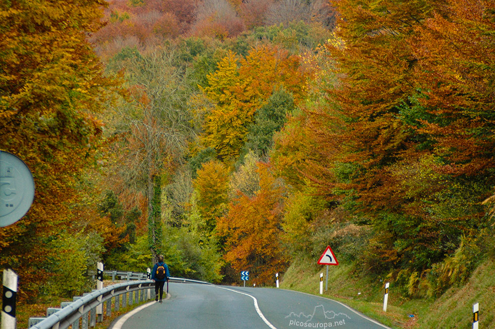 Otoño en los bosques de Altube, en las faldas del Monte Gorbia, Pais Vasco