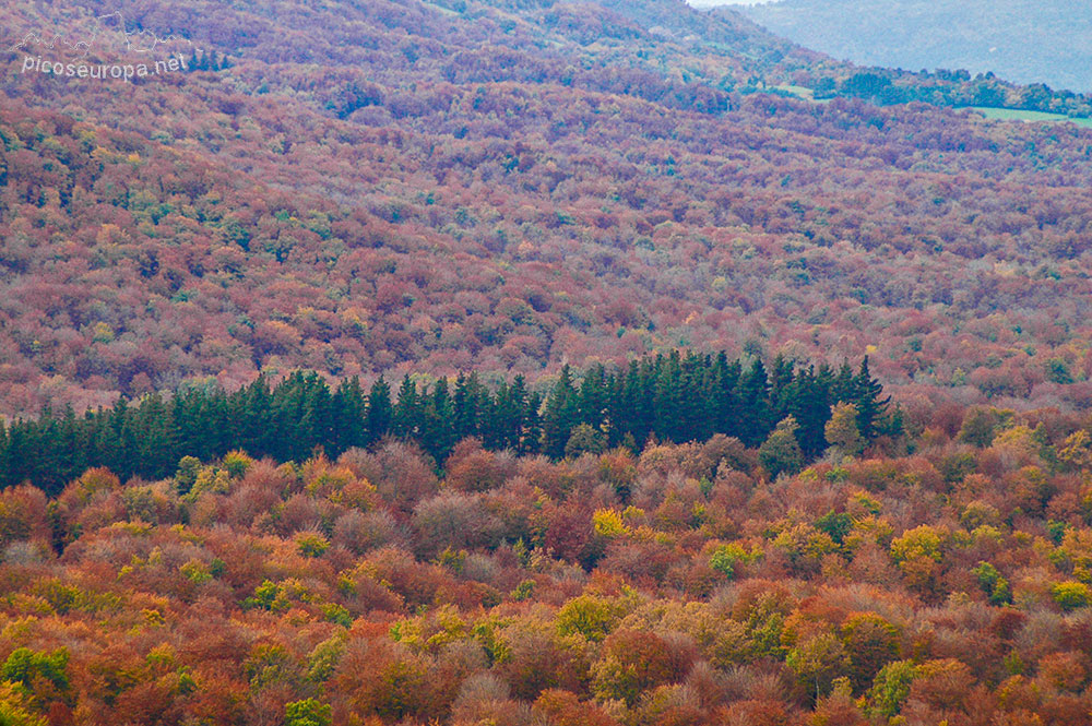 Otoño en los bosques de Altube, en las faldas del Monte Gorbia, Pais Vasco