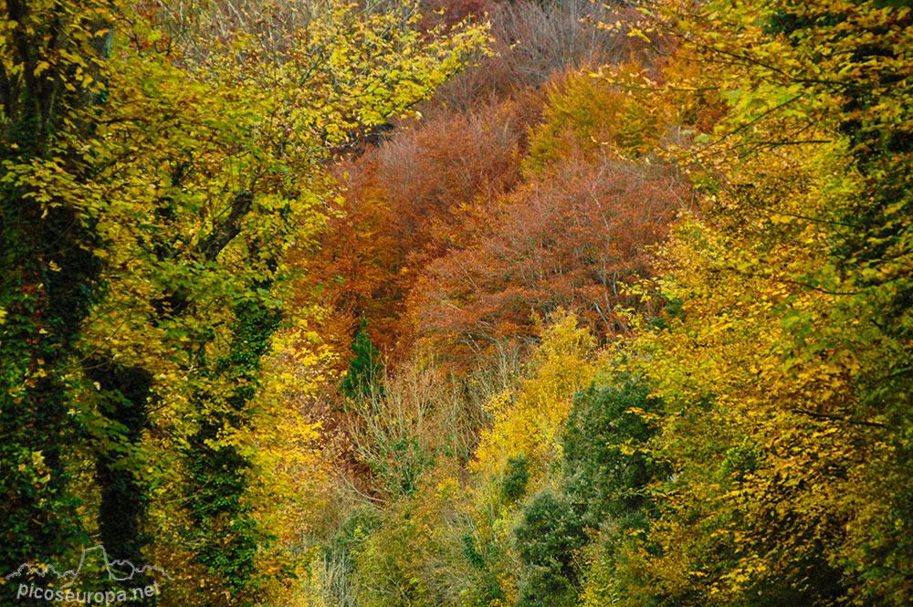 Otoño en los bosques de Altube, en las faldas del Monte Gorbia, Pais Vasco