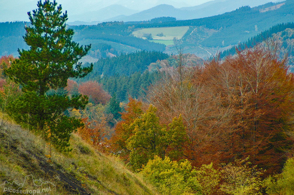 Otoño en los bosques de Altube, en las faldas del Monte Gorbia, Pais Vasco