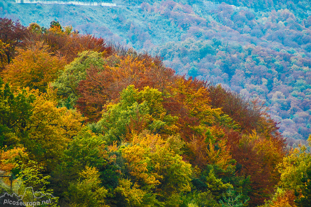 Otoño en los bosques de Altube, en las faldas del Monte Gorbia, Pais Vasco