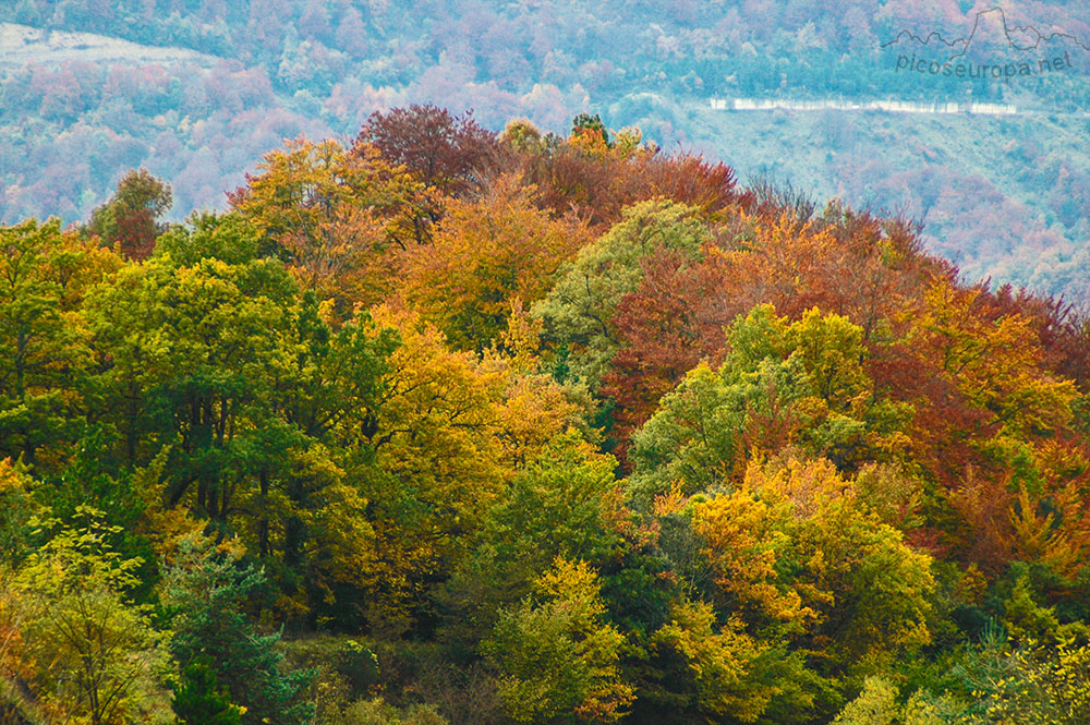 Otoño en los bosques de Altube, en las faldas del Monte Gorbia, Pais Vasco