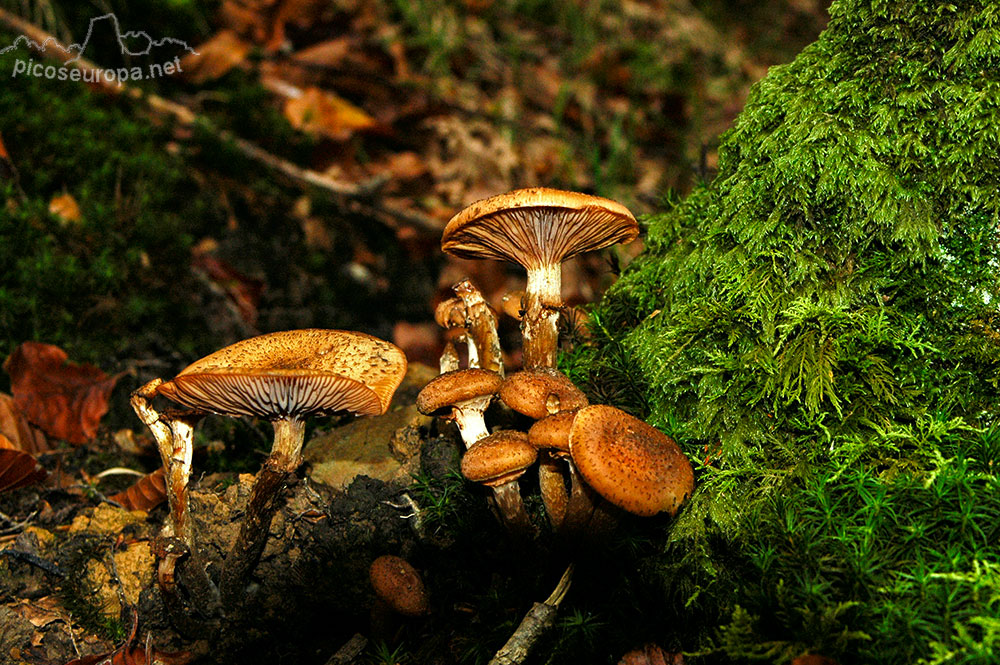 Otoño en los bosques de Altube, en las faldas del Monte Gorbia, Pais Vasco