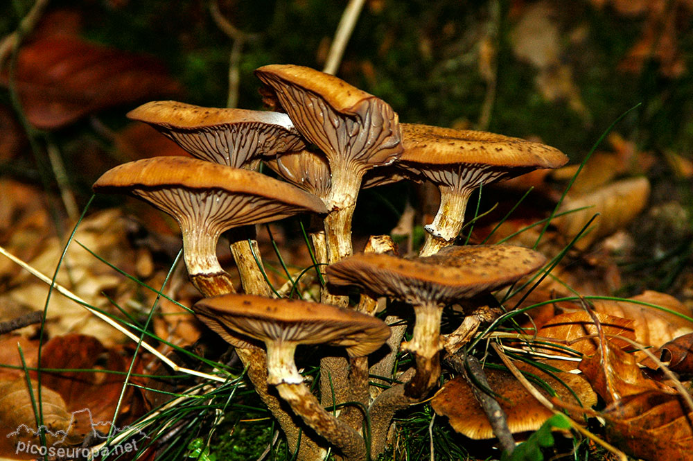 Otoño en los bosques de Altube, en las faldas del Monte Gorbia, Pais Vasco