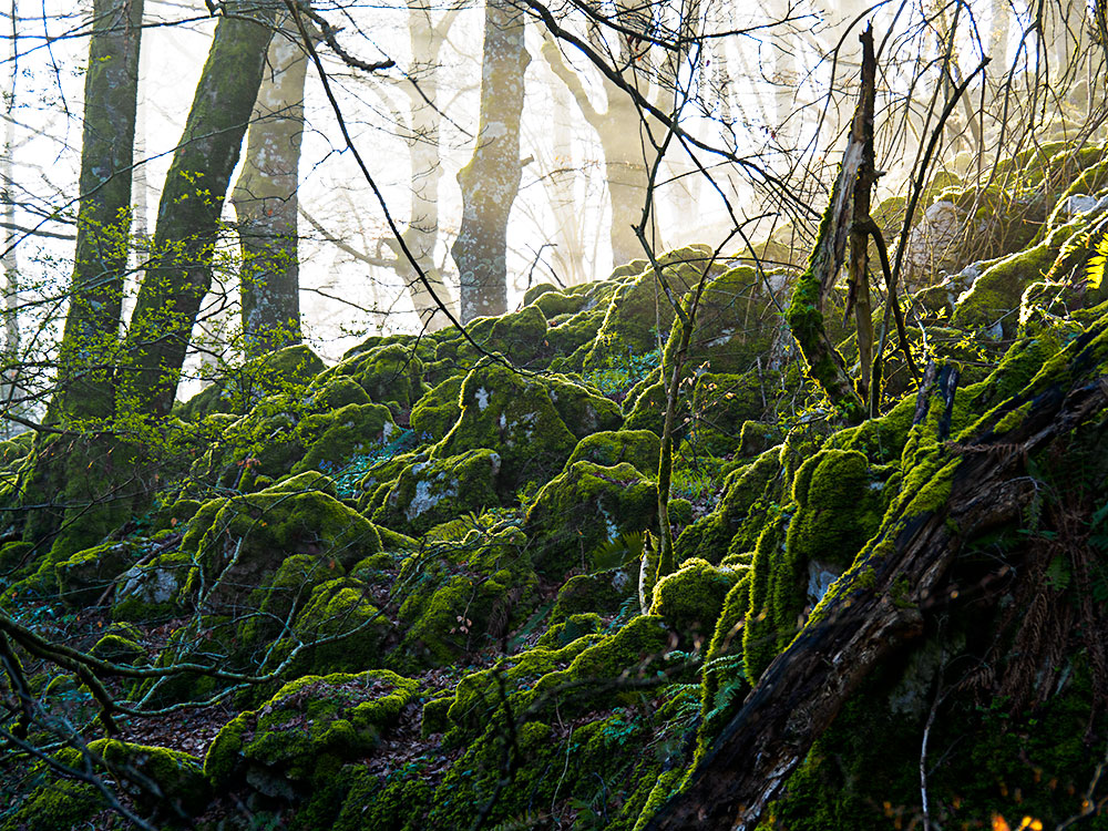 Bosque en las cercanias del Puerto de Lizarrusti entre Pais Vasco y Navarra, Sierra de Aralar.