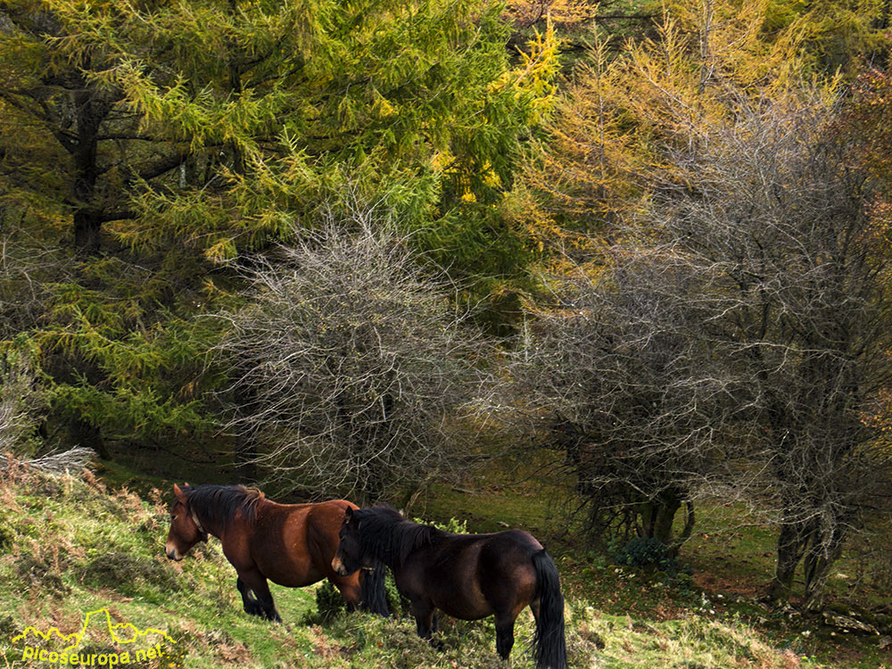 Foto: Bosques del Sarastarri o Sagastarri, Aralar, Pais Vasco