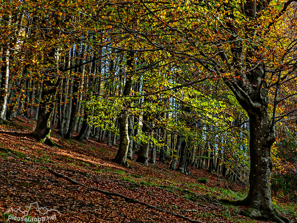 Foto: Bosques del Sarastarri o Sagastarri, Aralar, Pais Vasco