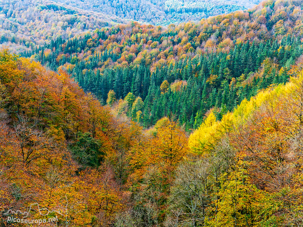 Foto: Los magnificos bosques que cubren esta zona de la geografia de Euskadi