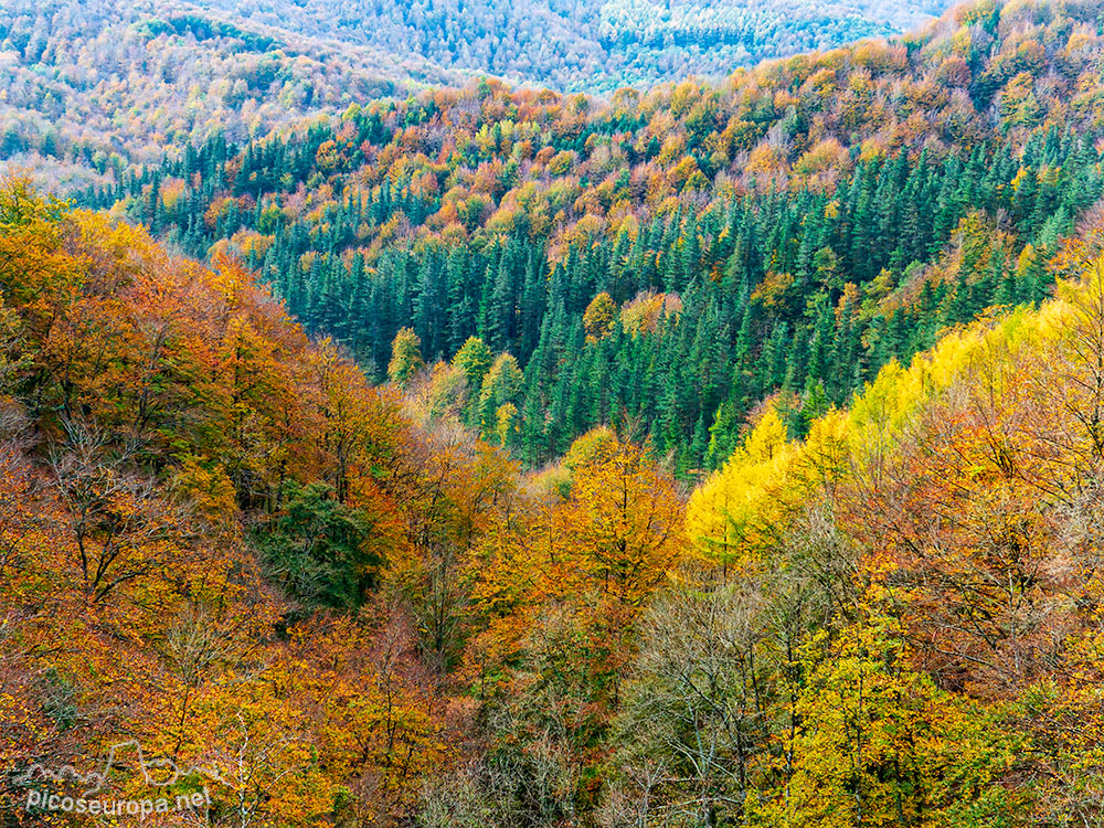 Foto: Otoño en los bosques de Aralar, Pais Vasco