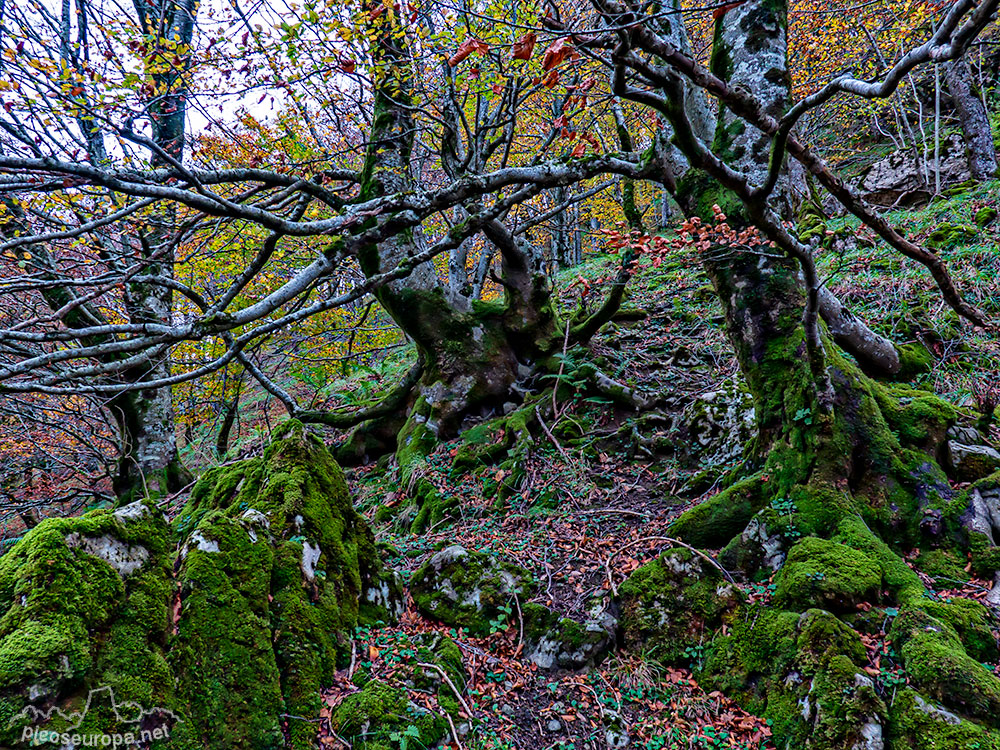 Foto: Los magnificos bosques que cubren esta zona de la geografia de Euskadi