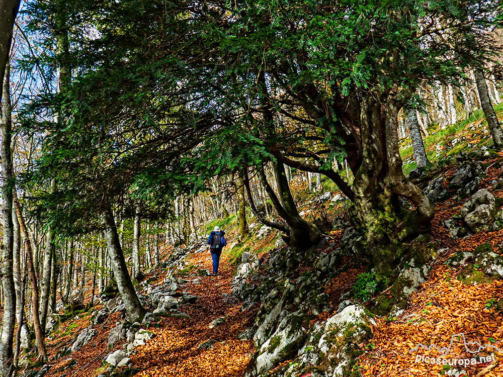 Cumbre Sarastarri o Sagastarri: ruta, track y fotos. Parque Natural de la Sierra de Aralar, Pais Vasco