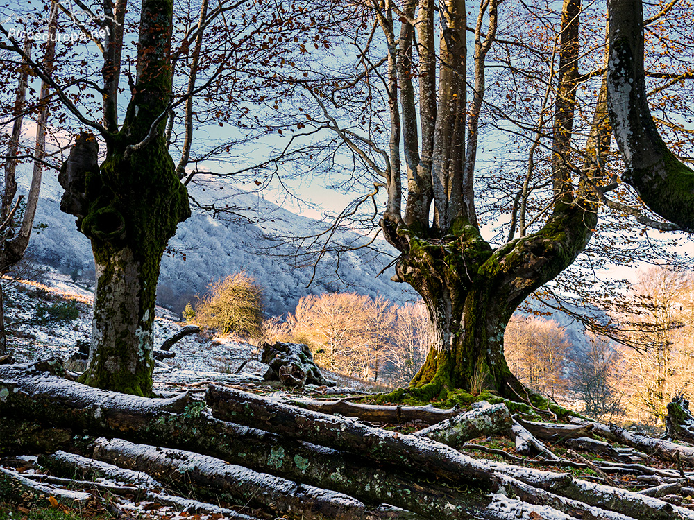 Bosque Belaustegi, Gorbeia, Orozko, Pais Vasco